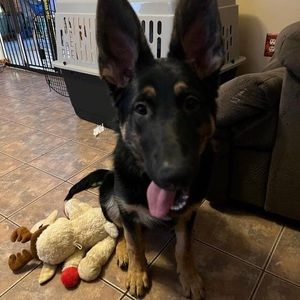 Meet your Posher, Paulie